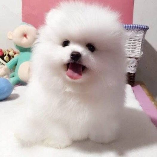 可爱聪明伶俐活泼小博美犬/呲牙