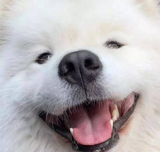 笑容超治愈的萨摩耶小姐姐,这谁扛得住鸭!