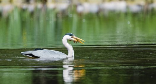 苍鹭水中捉鱼摄影图片
