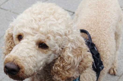 狮子狗宠物图片