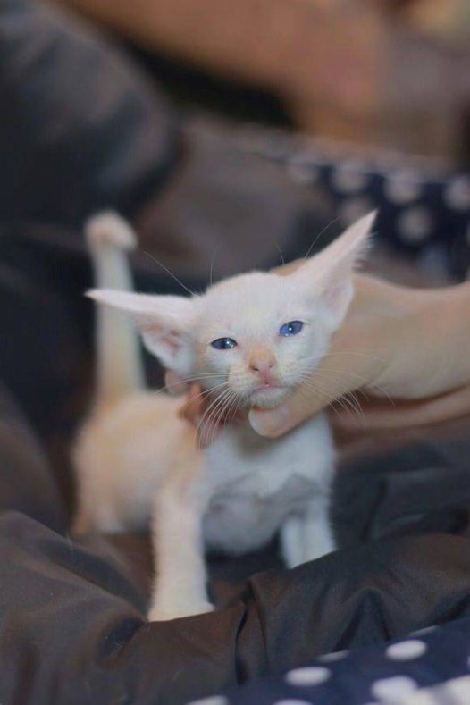 东方猫相比其他猫咪，东方短毛猫有着超大的招风耳，且表情中无时无刻不流露着一丝抑郁与忧伤