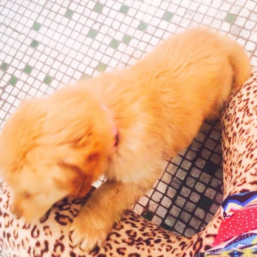 小金毛,胡萝卜小公举两个半月啦。为什么你这么喜欢欺负我!要我不停的给你挠痒痒!