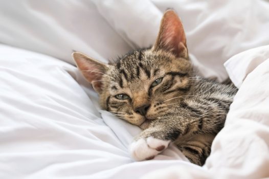 躲在被窝里睡觉的可爱小猫图片