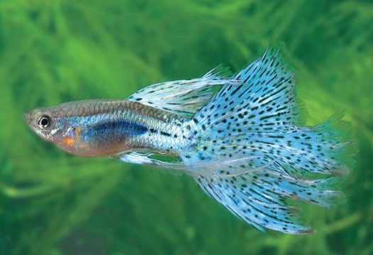 草尾孔雀鱼(Grass),为人工改良品种,尾背同色;宽大的尾鳍上布满黑色圆形的细小斑点,花纹细致如草皮;色深鲜明的菱形斑具有金属光泽,背鳍较宽大;其尾部有标准尾鳍和玻璃尾两种。