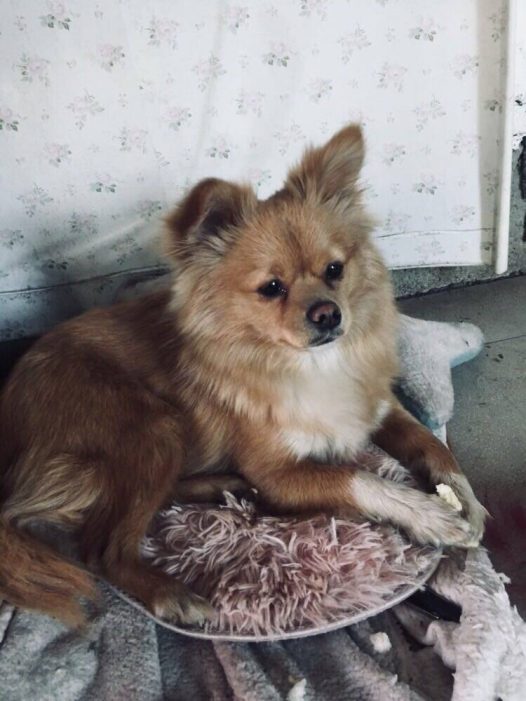 回新家了，坐车特别乖，还不吵不闹由我抱着它，它还会看外面的风景，哈哈哈，小家伙