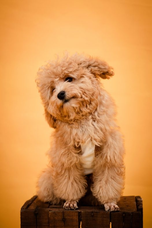 可爱超萌宠物狗狗图片