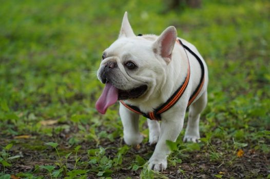 高清可爱法国斗牛犬图片