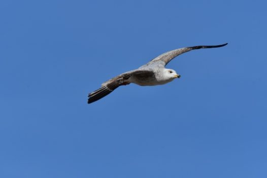 展翅高飞海鸥摄影图片
