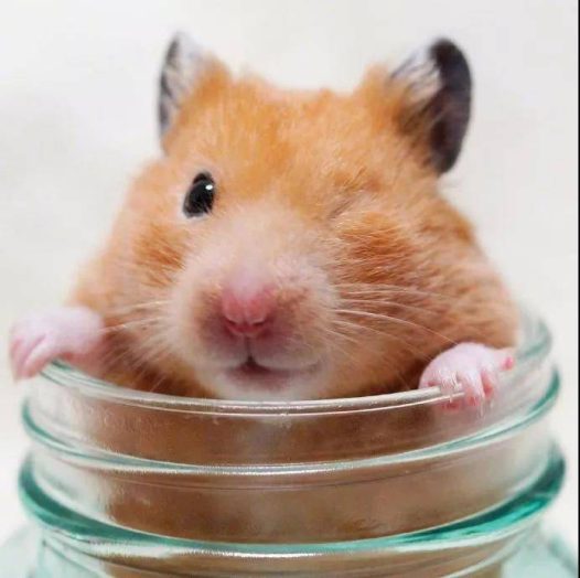 仓鼠这个好奇的小眼神，萌化了