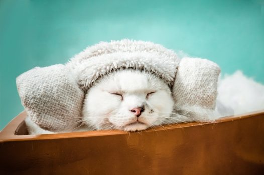 可爱白色宠物猫写真图片
