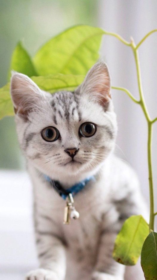 猫咪