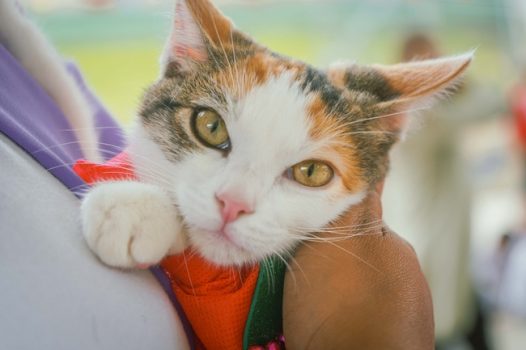 可爱家养小猫咪图片