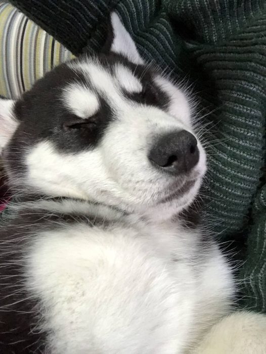 哈士奇新鲜睡姿，哈哈