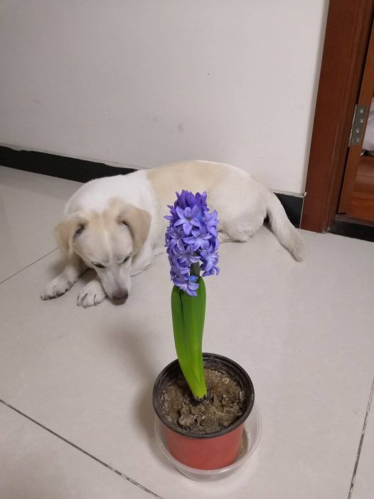 花美汪星人更美,祝闻闻们狗年旺!旺!旺!