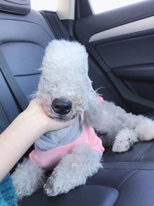 接到小可爱玛尔济斯啦[桃心]你好，timo，我是麻麻～以后请多指教[鲜花]