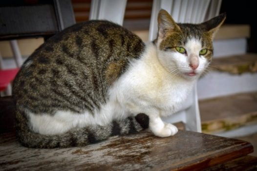 迷路的小猫图片