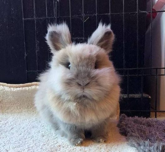 看着看着是不是动了想养兔子的心?但如果你想到换毛季,估计就要打退堂鼓了。这两只兔子掉起毛来,真真是“暴雪”了。
