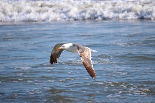 海鸥在海面上飞翔的图片