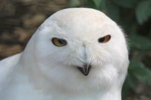 野生雪鸮猫头鹰摄影图片