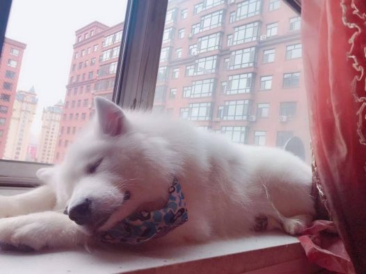 萨摩耶可乖了有时候晚上我去厕所狗狗会在我睡觉的地方躺着 我回来了 躺她身上她就起来了 下床了给我腾出地方 。