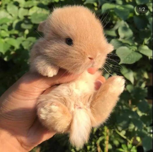 小奶兔，太阔爱啦~