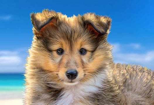 蓝色白云海滩可爱狗狗图片