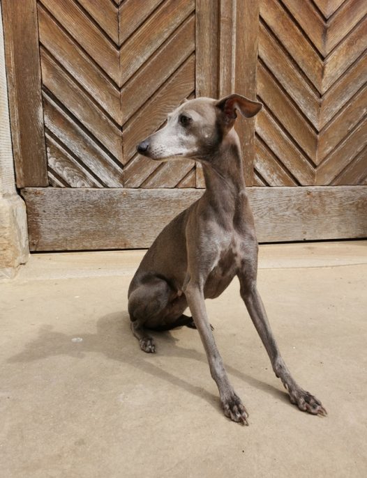 意大利灰狗图片