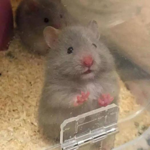拍照时人家的仓鼠摆好pose等着，你的仓鼠犹如多动症患者~