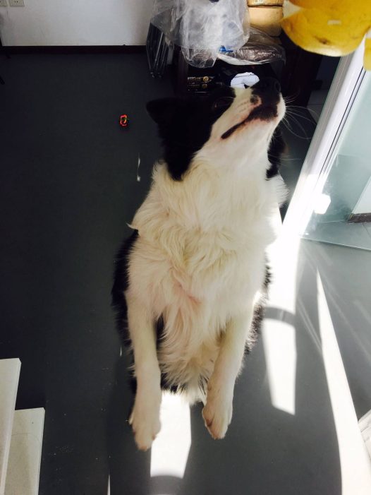 我要吃我要吃我要吃⋯⋯看看我为了吃个柚子皮⋯⋯我容易吗!你们吃柚子不说，我就要吃个皮也这么难⋯⋯我好悲伤啊