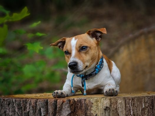 杰克罗素梗犬图片