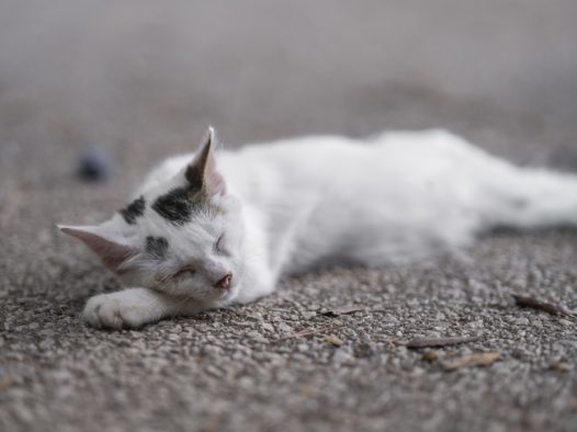 躺在地上闭着眼睛睡觉的小猫图片