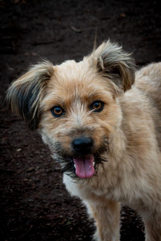 可爱呆萌小梗犬摄影图片