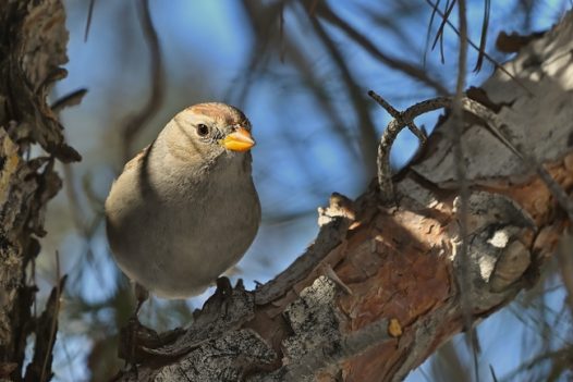 野生白冠麻雀摄影图片