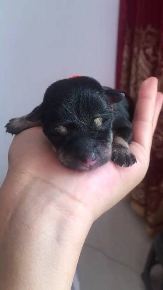 小吉祥先天后腿畸形，从出生到现在我们三个月了，除了腿哪都挺好的，现在我们已经3斤了，再长点体重我们就可以做轮椅了！期待你快点长大！