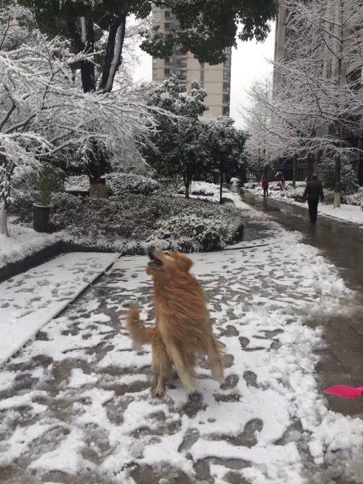 下雪了,最高兴的原来是我家大宝,那个玩的疯啊!都接连玩了两个小朋友了,小朋友们都被爸妈奶奶叫回家去了,他那个还一步三回头的不肯回家