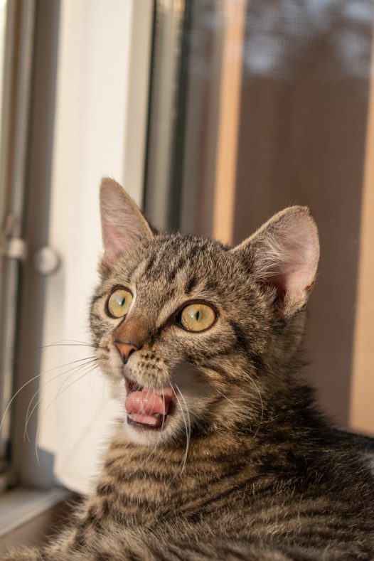 趴在窗台边上的可爱虎斑猫图片