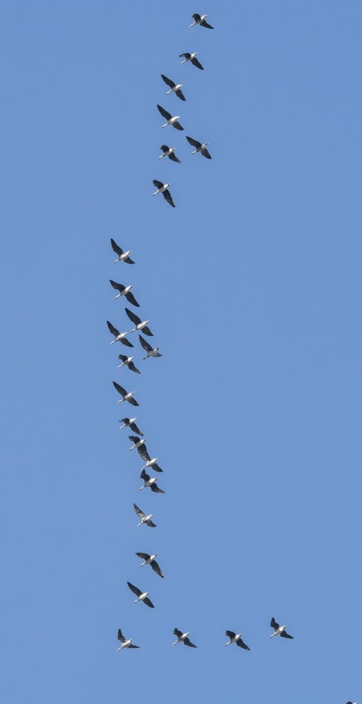蓝色天空上南飞的大雁图片