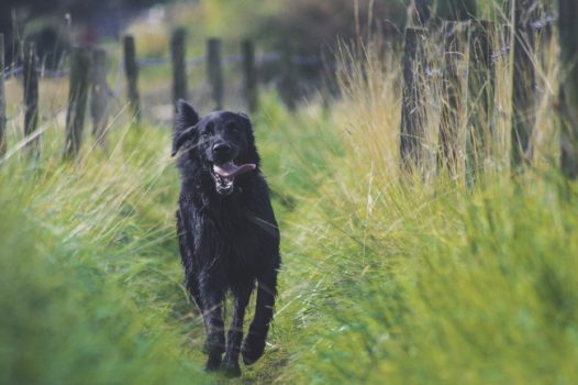 奔跑的黑色狗狗图片