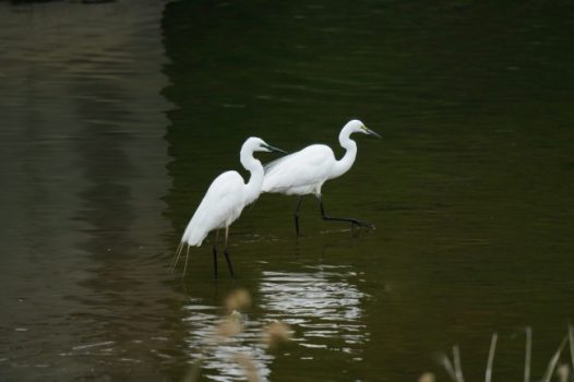 湖面两只苍鹭图片