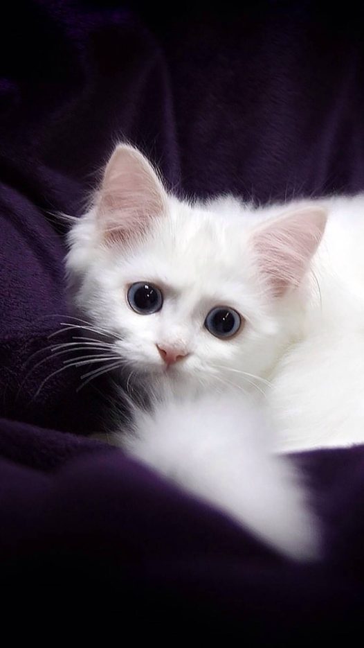 你感觉我可爱吗？