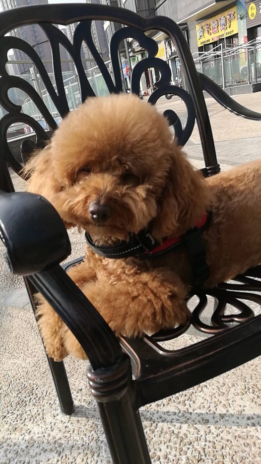 昨天大太阳，我们早点出来溜溜。不过。外面风很大，还是有点凉。小朋友跑了会，有点累了，困的快睡着了，还惦记着妈妈手里的肉干