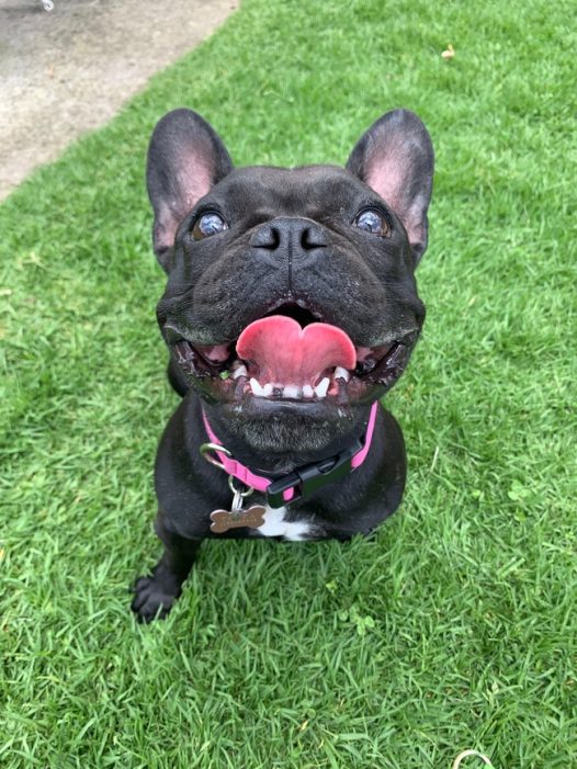 绿色草地黑色斗牛犬摄影图片