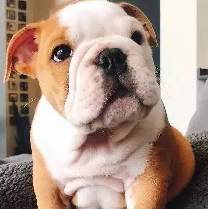 养了狗子之后我就变成别那种经常夸“别人家孩子”的家长,看到别人家毛孩儿乖巧懂事就忍不住要夸上两句,摸一摸头。到底怎么把狗子养的这么好?这么俊?