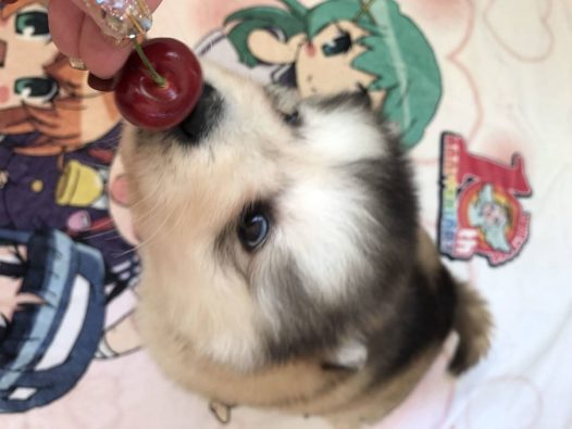可爱的阿拉斯加