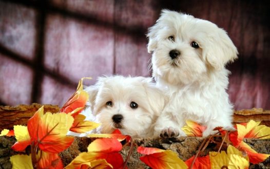比熊犬图片