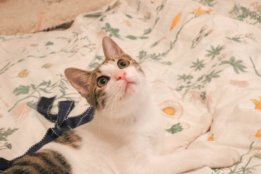 你的表情,是看到美女了吗