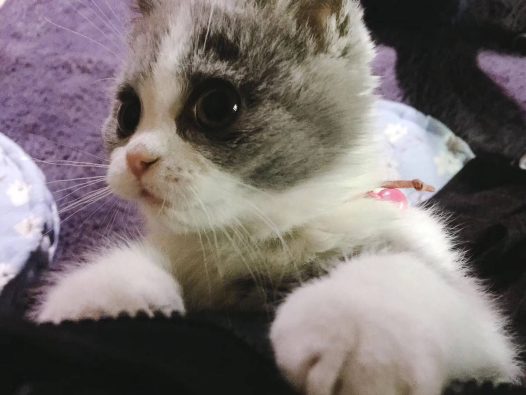 现在的猫呀，比人都穿的好。