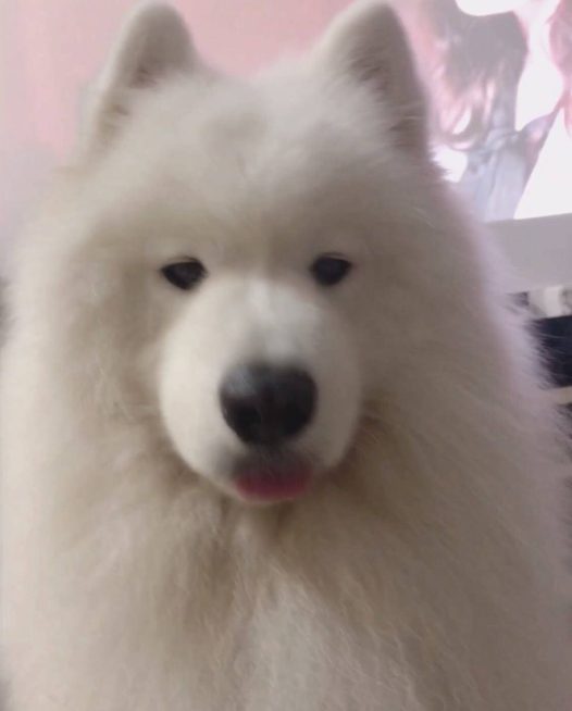 好久没更新啦～～～～～～我的萨摩耶 poppy 都已经长大了好多