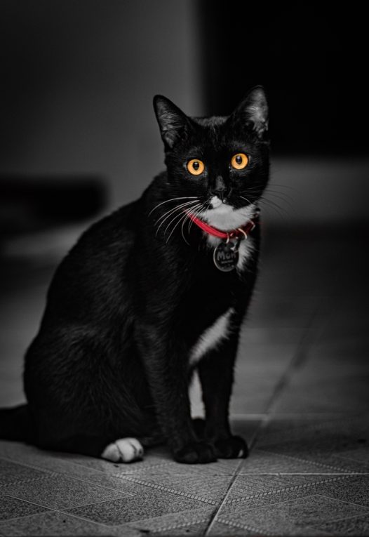 蹲坐在地上的黑色小猫咪图片