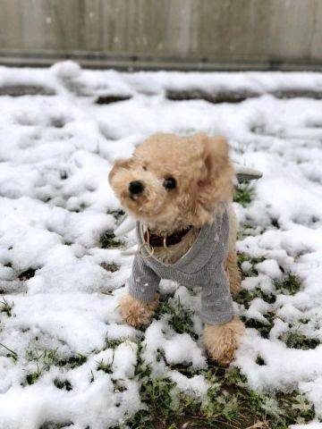 2019上海的一场雪，难得。狗子也激动的不行。